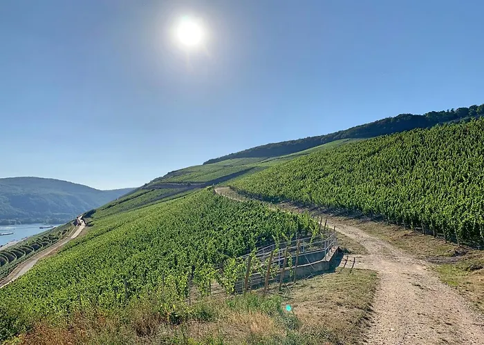 Zur Goldenen Traube アパート リューデスハイム・アム・ライン