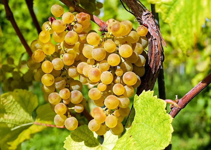 Apartment Zur Goldenen Traube *